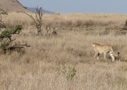 Cheetahs