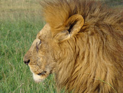 Lion