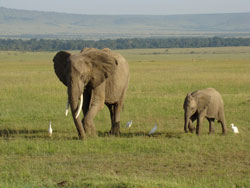 African Elephants