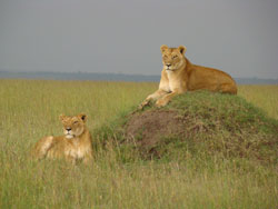 Masai Lions