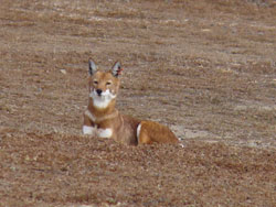 Ethiopian Wolf