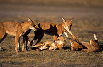 Ethiopia Wolf Pack