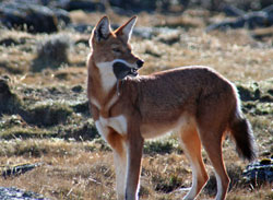 Ethiopian Wolf