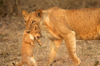 Mana Pools