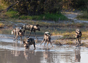 Wolf Dog Pack