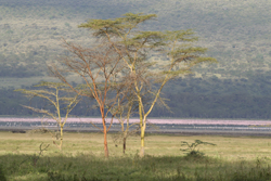 Lake Nakuru