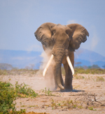 African Elephant