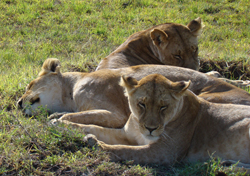 kenya Lions