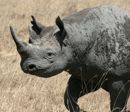 Black Rhino