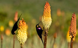 Sunbirds