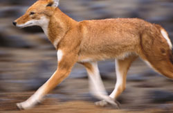 Ethiopian running wolf