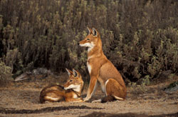 Ethiopian Wolves