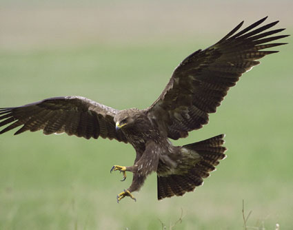 Lesser Spotted Eagle