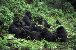 Gorilla family