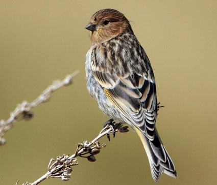 Red Fronted Serin