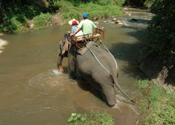 Elephant Safari