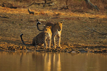 Leopards, Water