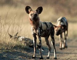 Painted dog