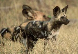 Painted dogs