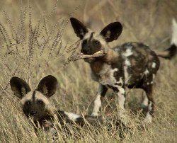 Painted dogs