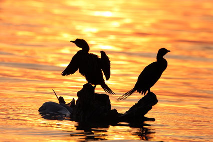 Pygmy Cormorant