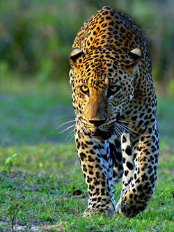 Sri Lankan Leopard