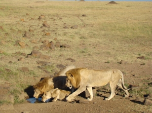 Lion Conservation