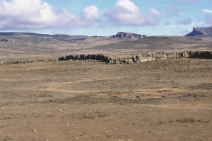 Ethiopian wolves. Bale mountains. Ethopia