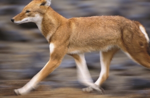 Ethiopian wolf. Bale mountains. Ethiopia