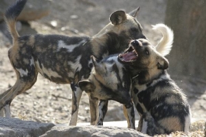 Wild Dog encounters