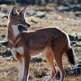 Ethiopian Wolf Expedition