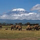 Kilimanjaro