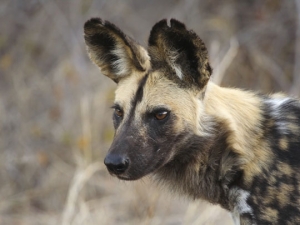 serengeti-dog-is