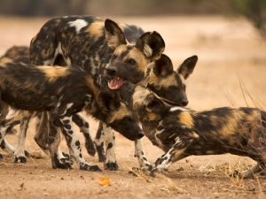 wild-dogs-istock