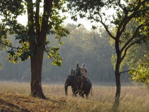 Indian elephant safari
