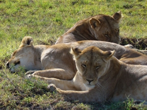 Kenya-lions-2008