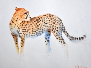 cheetah