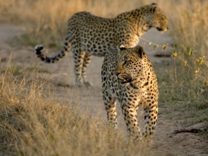 serengeti-2-leopards-f