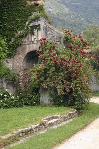 Ninfa web image