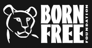 Born Free Foundation helps promote wolf conservation