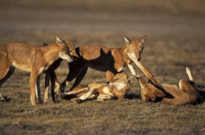 Ethiopian wolves. Bale mountains. Ethiopia. Pack on morning patrol.