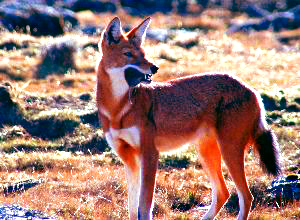 The Bale Mountains is the home of the rare Ethiopian Wolf