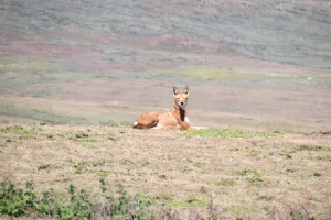 Ethiopia wolf