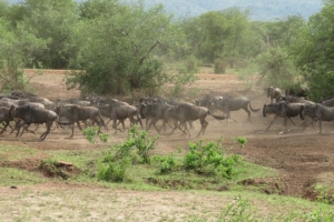 Serengeti crossing