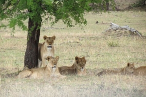 Serengeti lion call
