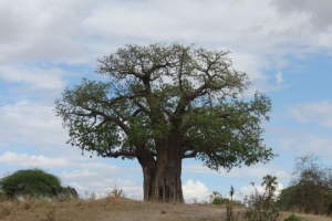 serengeti baobab