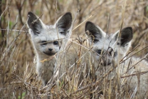 serengeti bat eared foxes