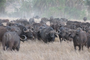 serengeti buffalo