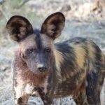 Painted Dog 2