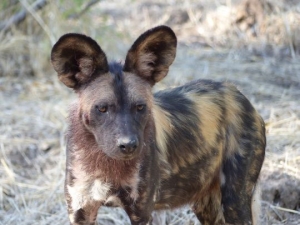 Painted Dog 2